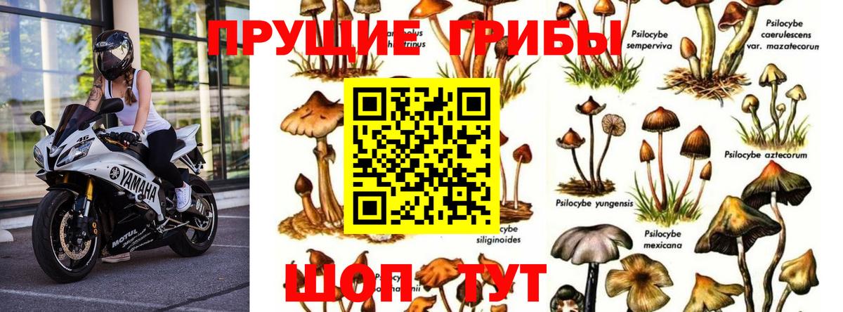 Псилоцибиновые грибы Psilocybe Майкоп